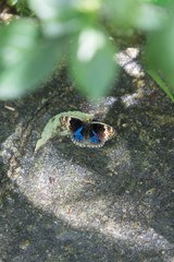 butterfly on leaf
