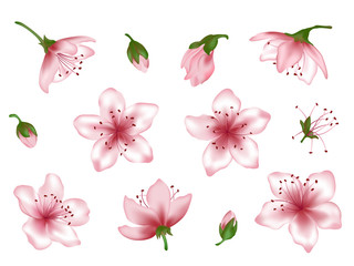 Vector spring blossom pink flower set. Flower and bud realistic illustrations peach blooming, apricot bloom, sakura or cherry blossom. Vector icon set, isolated on white. Element for spring design
