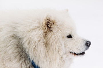 Samoyed dog close-up with snow