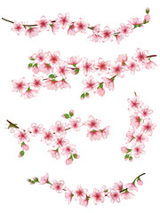 Obraz na płótnie Canvas Japanese cherry branches set vector illustration. Blooming twigs isolated, springtime tree flower blossoms floral design. Simple spring flowering trees branches vector set.