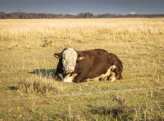 A cow in a danish farm close to Copenhagen