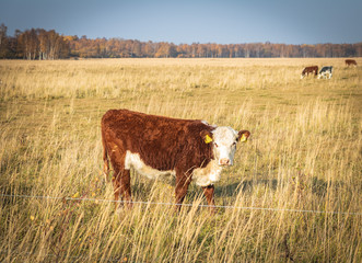A cow in a danish farm close to Copenhagen