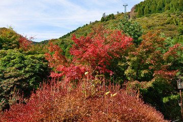 鶴見岳山麓の紅葉