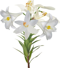 Naklejka na ściany i meble five white lily blooms and bud on stem