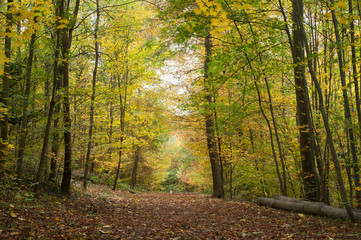 beautiful trees in the autumnal forest