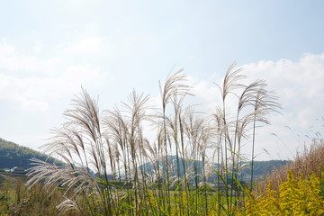 ススキ　自然　風景