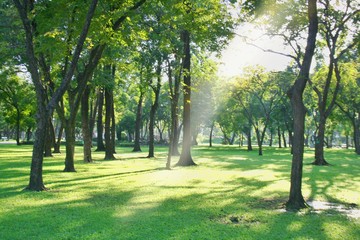 Fototapeta na wymiar Trees and sunlight soft blur in garden relax park bublic Thailand