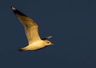 Seagull in flight on sunny day