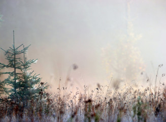 Spring landscape foggy morning in the forest at dawn