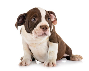 puppy american bully