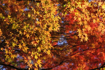色鮮やかなカエデの紅葉