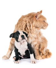 maine coon cat and little dog