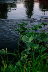 Natural background, landscape: sunset on a forest river on a Sunny day, evening fog.
