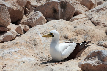 Masked Booby sitting on rock, Socotra archipelago