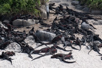 marine iguana