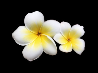 Fototapeta na wymiar Fresh twin white frangipani is blooming together. White flower big and small size isolated on black background