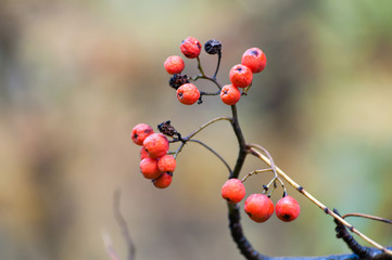 Red berry close-up macro