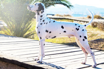 Dalmatian dog on the beach promenade
