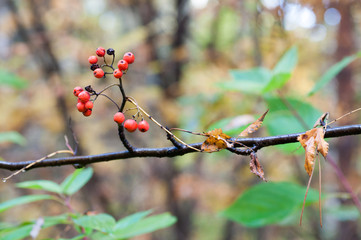 Red berry close-up macro