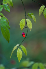 Red berry close-up macro