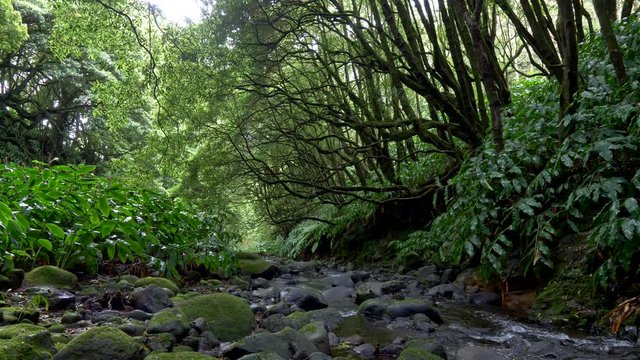 Gimbal shot of a rainforest. 4K, UHD