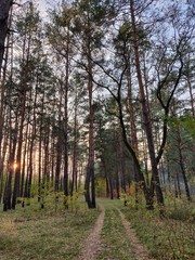 Fototapeta premium Forest