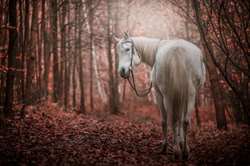 Obraz na płótnie Canvas Horses horse animals forest