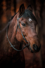 Horses horse animals forest
