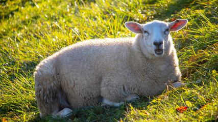 Obraz premium Sheep