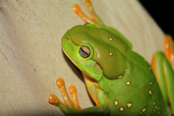 Australian green tree frog