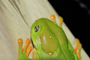 Australian green tree frog