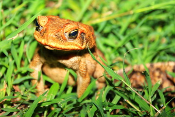 Cane toad in Australia