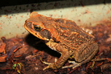 Cane toad in Australia