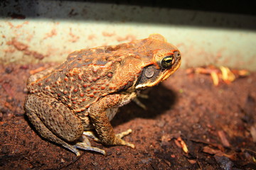 Cane toad in Australia