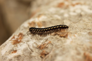 caterpillar on rock