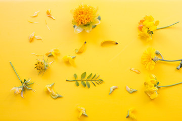 Creative background of summer flowers with leaves on a pastel yellow background.
