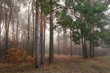 Jesienny poranek w lesie © Mariusz Stoszewski
