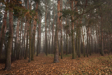 Sosnowy las o poranku © Mariusz Stoszewski