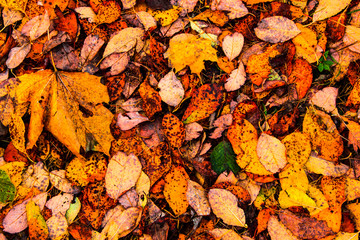 Autumn leaves background. Multicolored maple leaves lie on the grass. Abstract background of autumn leaves. Nature concept. Flat lay.