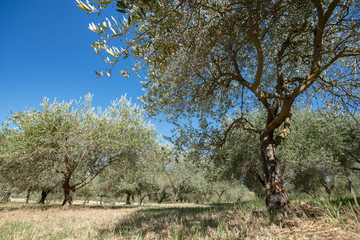 Olive trees. Olive trees garden. Mediterranean olive field ready for harvest. Italian olive's grove...