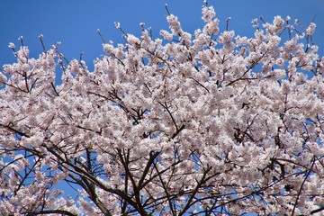 弥明の桜（福島県・郡山市）