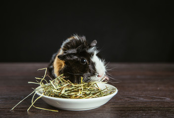Domestic guinea pig (Cavia porcellus), also known as cavy or domestic cavy eating dry grass hay...