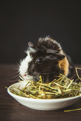 Domestic guinea pig (Cavia porcellus), also known as cavy or domestic cavy eating dry grass hay from white ceramic bowl indoors, black background.