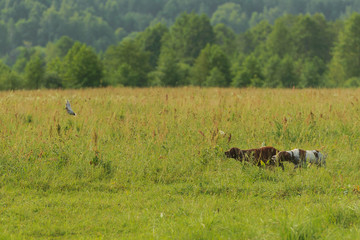 Two hunting dogs work on hunting for birds. Flying snipe. Horizontal.