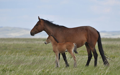 Plakat Mare and foal on a pasture.