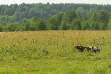 Two hunting dogs work on hunting for birds. Flying snipe. Horizontal.