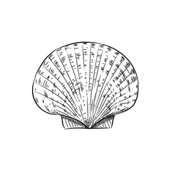 scallop is a marine bivalve mollusc of the family Pectinidae. sea snails shell, live in all the world's oceans. Sketch black contour on white background. Vector