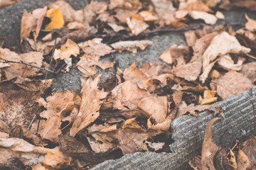 Dried leaves on the roof of autumn forest house