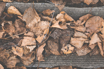 Dried leaves on the roof of autumn forest house