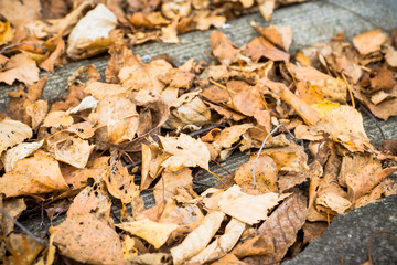 Dried leaves on the roof of autumn forest house